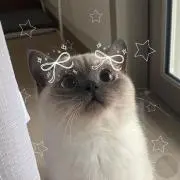 はるの画像