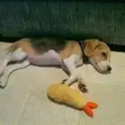 ココパフの画像