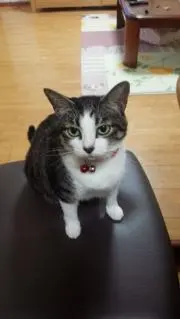 たか