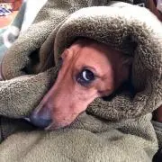 雪龍の画像