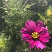メイの画像