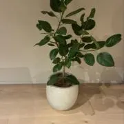 さや