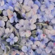 ニャワ子の画像
