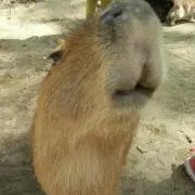 ばんび！