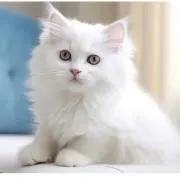 mamiの画像