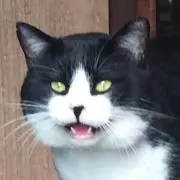 reo