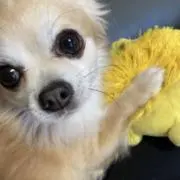 さっちゃんの画像