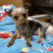 チョコちゃん