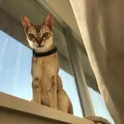 みったんの画像