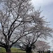 YSの画像