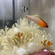 みー