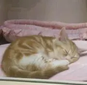 TSRの画像