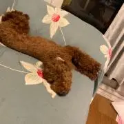 オスケマルの画像