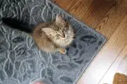 ねこの足跡の画像