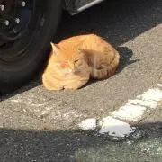 あきの画像
