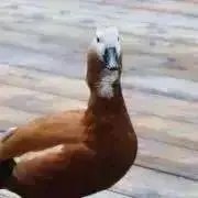 まめの画像