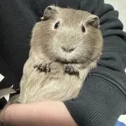 チョコの画像