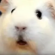 minminの画像