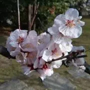 ナリ