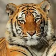 しげとら まとめ割引プロフ必読