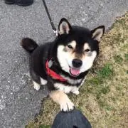 ともちゃん