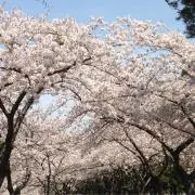 ゆり❀プロフ必読❀の画像