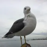 楓、琉、叶の画像