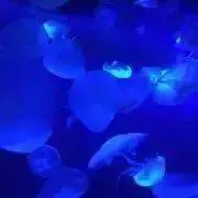 のりたまの画像