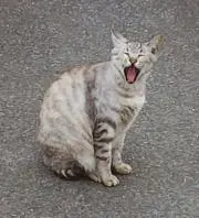 ヤマネコの画像