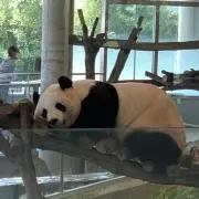 パンダの画像