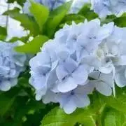 柊