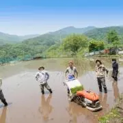 もみの木の画像
