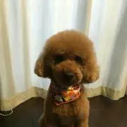 チッブママ