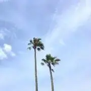 SeaSee