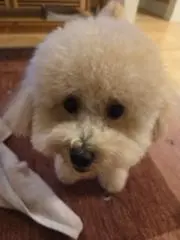 メルの画像