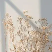 みの画像