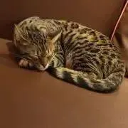 J プロフィール必読の画像