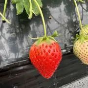 あんの画像