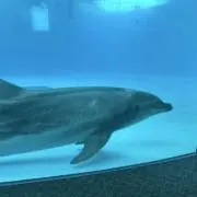 こにわ