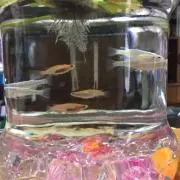 メダカの画像