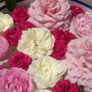 roseの画像