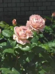 ポンタタの画像