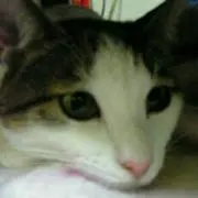 ランラン