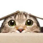 猫丸君