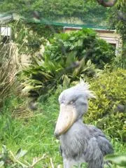 こあらの画像