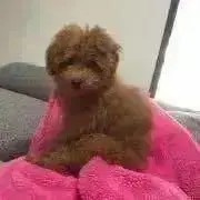 rrrの画像