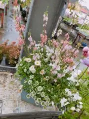 flowershop/子供服断捨離中の画像