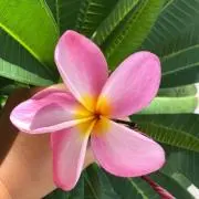 amyの画像