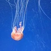 ちよろの画像