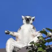 ブリブリうんちの画像